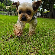 Moki is registered to the contest to win money with this photo: dog, grass, outdoor, pet, yard, greenery, canine, small_dog, fur, ears, nature, walk, animal, close_up, daylight, cute, playing, front_view, lawn, trees