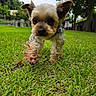 dog, grass, outdoor, pet, yard, greenery, canine, small_dog, fur, ears, nature, walk, animal, close_up, daylight, cute, playing, front_view, lawn, trees