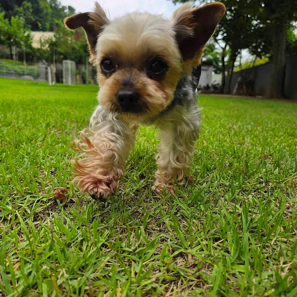 Moki