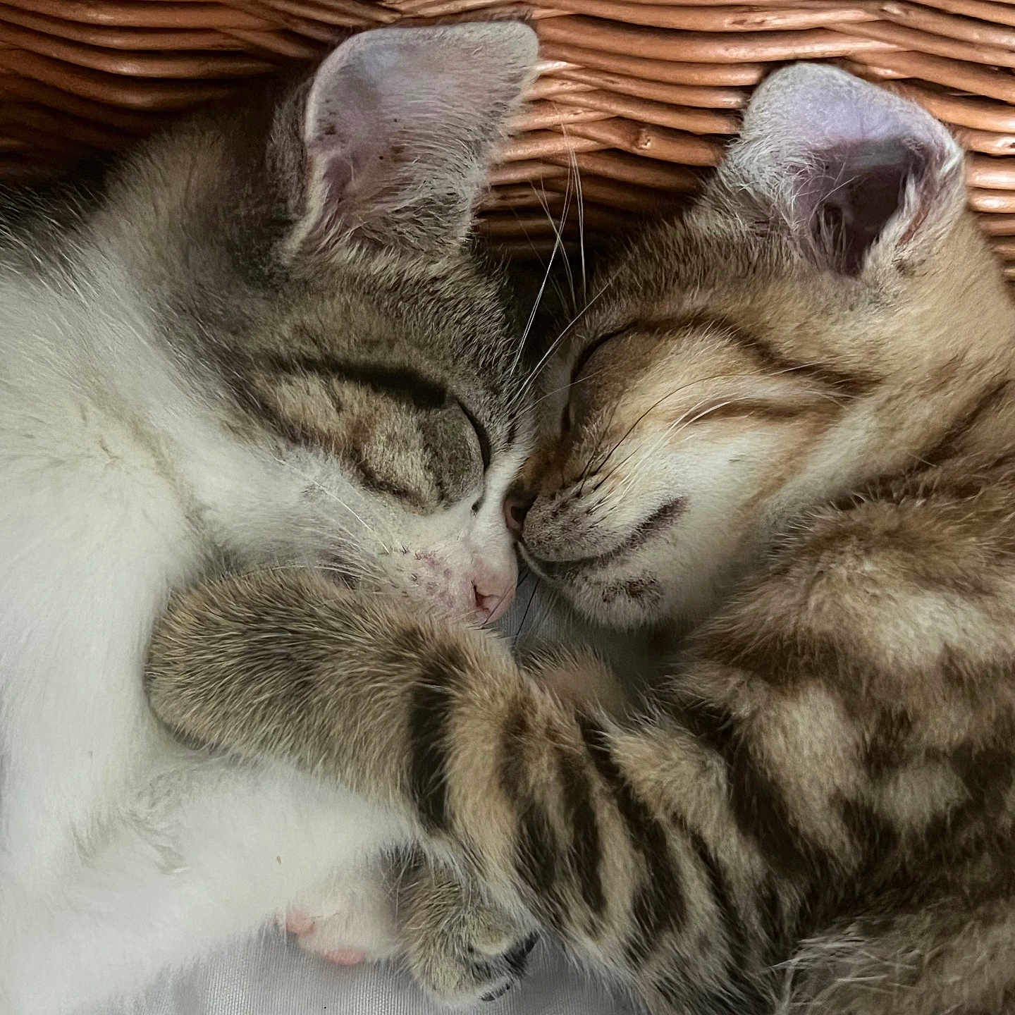 Jaya Et Jioco participe au concours pour gagner de l'argent avec cette photo : abyssinian, animal, basket, blanket, cat, egyptiancat, kitten, manx, person, pet, siamese, sleeping