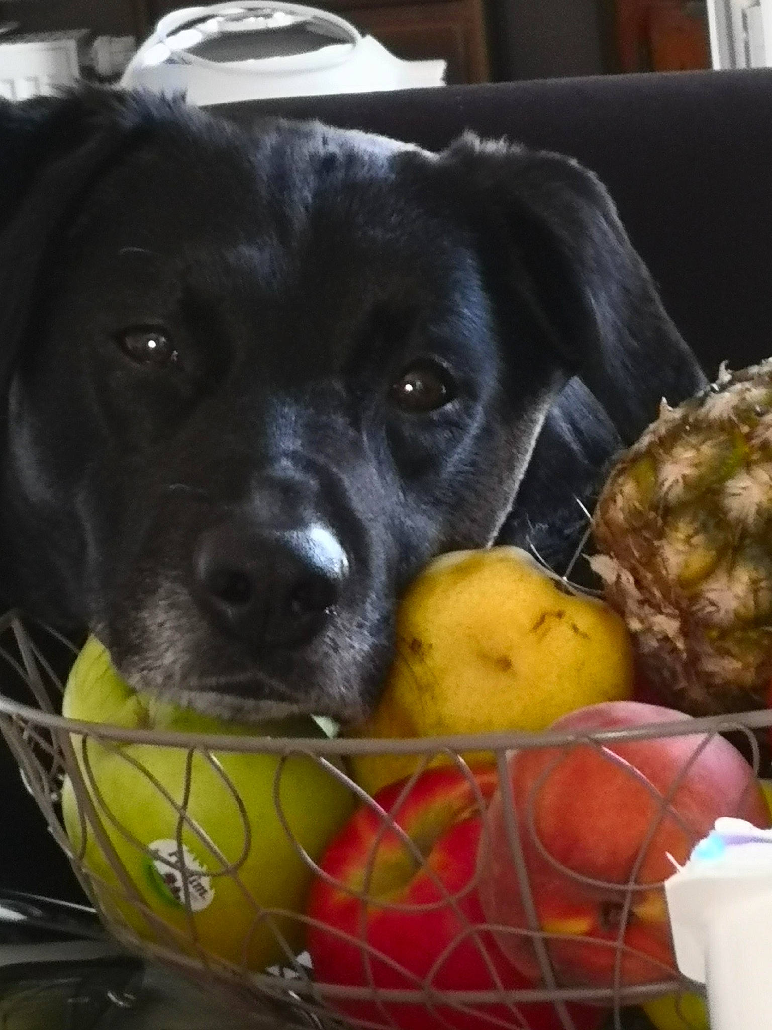 Hugo participe au concours pour gagner de l'argent avec cette photo : carnivore, collar, companion_dog, dog, dog_breed, dog_supply, food, fruit, ingredient, mammal, natural_foods, pet_supply, produce, recipe, snout, superfood, tennis_ball, vegetable, whole_food, working_animal