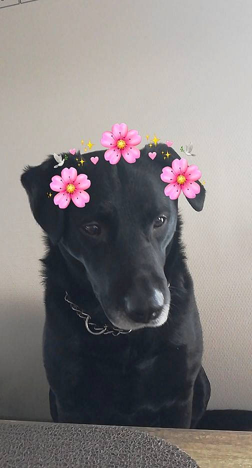 Hugo participe au concours pour gagner de l'argent avec cette photo : canidae, carnivore, companion_dog, cut_flowers, dog, dog_breed, dog_collar, fashion_accessory, flower, flowering_plant, fur, human_leg, magenta, petal, plant, snout, tail, toy, whiskers, working_animal