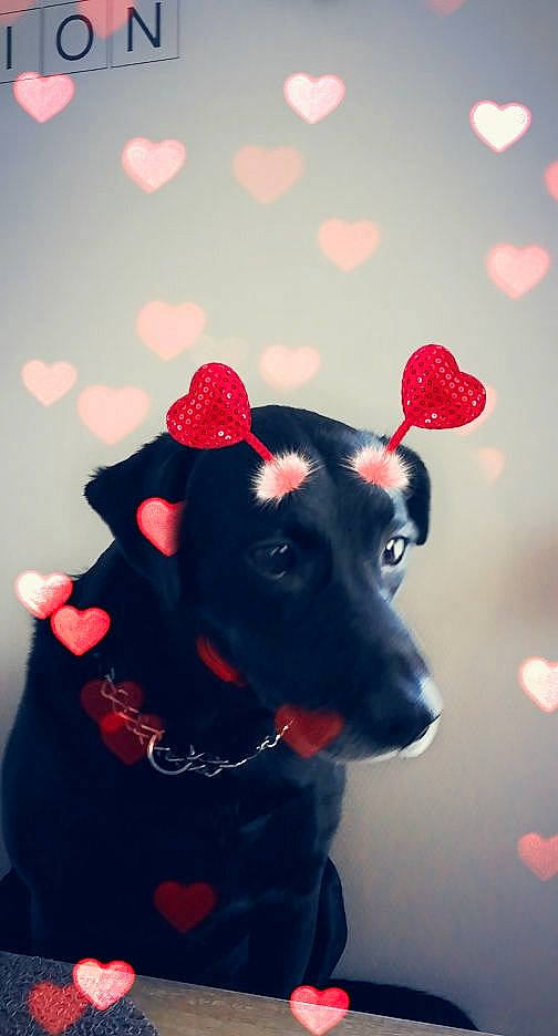 Hugo a rejoint le concours — aidez-le/la à gagner de superbes lots ! canidae, carnivore, christmas, collar, companion_dog, dog, dog_breed, dog_collar, dog_supply, ear, electric_blue, event, fashion_accessory, fawn, fur, red, snout, sporting_group, whiskers, working_animal