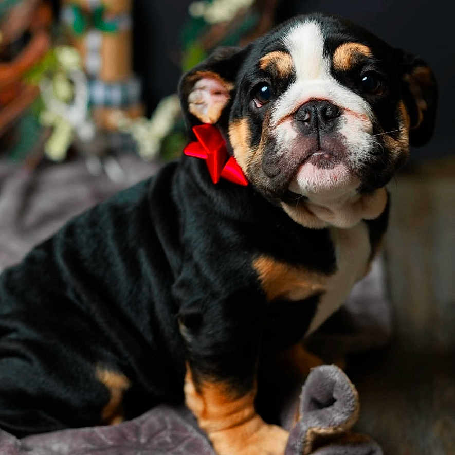 Cookie joined the competition — help win amazing prizes! animal, bostonbull, boxer, bulldog, canine, dog, frenchbulldog, hound, pet, pitbull, pug, puppy