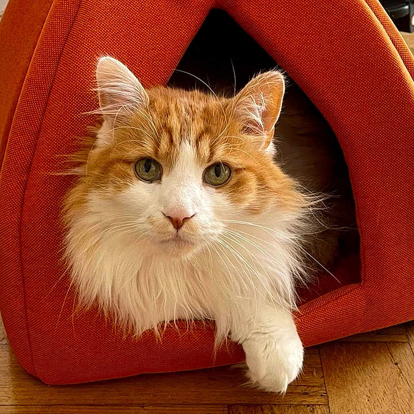 Luigi participe au concours pour gagner de l'argent avec cette photo : animal, cat, cozy, cute, domestic_cat, ears, face, fluffy, fur, indoor, looking, orange_cat, paw, pet, pet_tent, relaxed, resting, whiskers, white_cat, wooden_floor