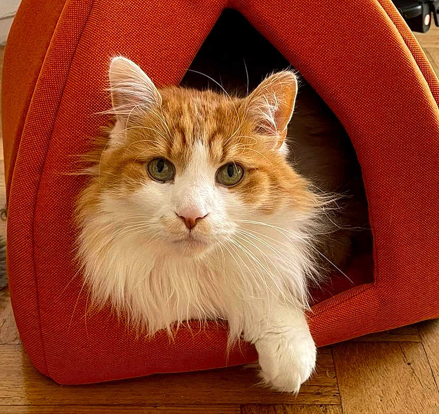 Luigi participe au concours pour gagner de l'argent avec cette photo : animal, cat, cozy, cute, domestic_cat, ears, face, fluffy, fur, indoor, looking, orange_cat, paw, pet, pet_tent, relaxed, resting, whiskers, white_cat, wooden_floor