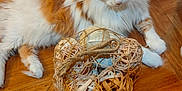 Luigi participe au concours pour gagner de l'argent avec cette photo : animal, basket, cat, curious, cute, decorative_balls, domestic_cat, feline, flooring, fluffy_fur, home, indoor, orange_cat, paws, pet, relaxed, resting, whiskers, white_cat, wooden_floor