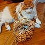 animal, basket, cat, curious, cute, decorative_balls, domestic_cat, feline, flooring, fluffy_fur, home, indoor, orange_cat, paws, pet, relaxed, resting, whiskers, white_cat, wooden_floor