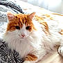 Luigi participe au concours pour gagner de l'argent avec cette photo : animal, bed, blanket, cat, cozy, cute, domestic_cat, ears, fluffy_cat, fur, indoor, orange_cat, patterned_sheet, paw, pet, relaxed, resting, whiskers, white_cat, window_light