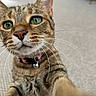 Princess joined the competition — help win amazing prizes! cat, tabby, pet, animal, close_up, portrait, green_eyes, whiskers, collar, bell, fur, striped_fur, indoors, living_room, floor, curious, cute, camera, selfie, domestic_animal