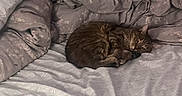 Princess joined the competition — help win amazing prizes! cat, tabby, pet, sleeping, curled_up, bed, blanket, bedding, bedroom, cozy, indoors, relaxed, lying_down, fur, striped, whiskers, ears, tail, soft_lighting, home