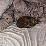 cat, tabby, pet, sleeping, curled_up, bed, blanket, bedding, bedroom, cozy, indoors, relaxed, lying_down, fur, striped, whiskers, ears, tail, soft_lighting, home