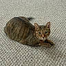 Princess is registered to the contest to win money with this photo: cat, tabby, pet, feline, animal, green_eyes, whiskers, ears, fur, striped, lying_down, carpet, indoors, home, portrait, looking_at_camera, relaxed, brown, texture, photography