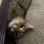 Princess is registered to the contest to win money with this photo: cat, tabby, feline, pet, animal, upside_down, curious, playful, close_up, portrait, striped_fur, green_eyes, ears, whiskers, indoor, carpet, floor, furniture, brown_fur, funny_pose