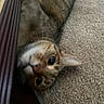 cat, tabby, feline, pet, animal, upside_down, curious, playful, close_up, portrait, striped_fur, green_eyes, ears, whiskers, indoor, carpet, floor, furniture, brown_fur, funny_pose