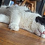 Hina participe au concours pour gagner de l'argent avec cette photo : cat, black_and_white, lying_down, wooden_floor, indoor, pet, fur, whiskers, relaxed, close_up, animal, domestic_animal, resting, flooring, portrait, cute, feline, soft_focus, calm, home