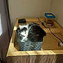 cat, basket, table, wood, black_and_white, fur, sunlight, indoor, cozy, relaxed, pet, animal, domestic, curled_up, small_space, daylight, window_light, household_items, cord, container