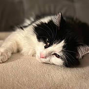 Hina participe au concours pour gagner de l'argent avec cette photo : cat, black_and_white, feline, pet, relaxed, lying_down, whiskers, soft_texture, close_up, sleepy, domestic_animal, cute, fur, indoor, cozy, resting, animal, mammal, adorable, nap