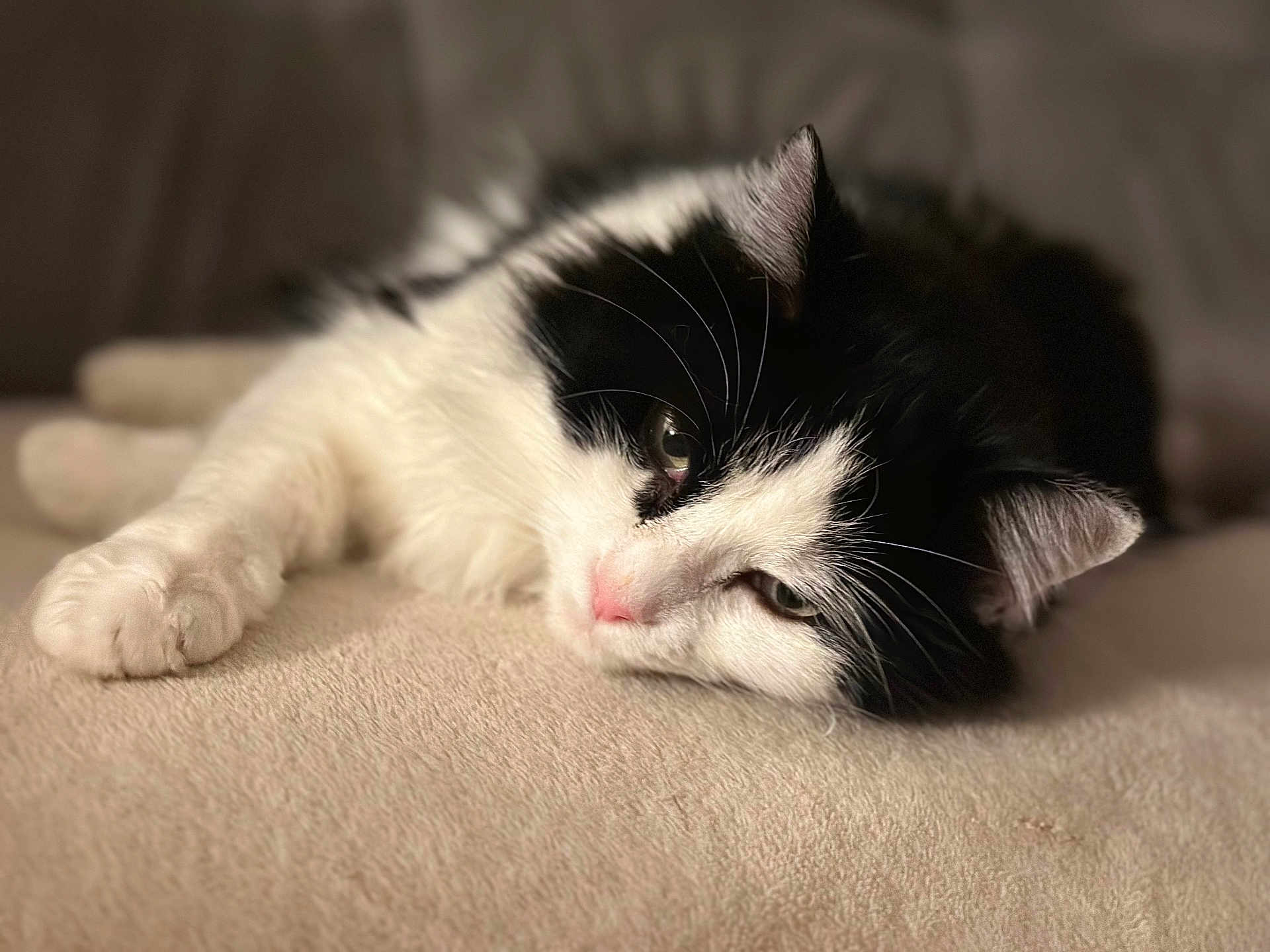 Hina participe au concours pour gagner de l'argent avec cette photo : cat, black_and_white, feline, pet, relaxed, lying_down, whiskers, soft_texture, close_up, sleepy, domestic_animal, cute, fur, indoor, cozy, resting, animal, mammal, adorable, nap