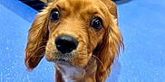 Pongo joined the competition — help win amazing prizes! animal, blue_floor, blurry_background, brown, canine, close_up, curious, cute, dog, ears, eyes, face, floor, indoor, legs, nose, pet, puppy, wooden_platform, young