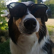 Phoebe participe au concours pour gagner de l'argent avec cette photo : dog, sunglasses, close_up, outdoor, pet, animal, black_and_white, brown, fur, nose, whiskers, sunlight, nature, portrait, cool, fashion, muzzle, canine, summer, shade