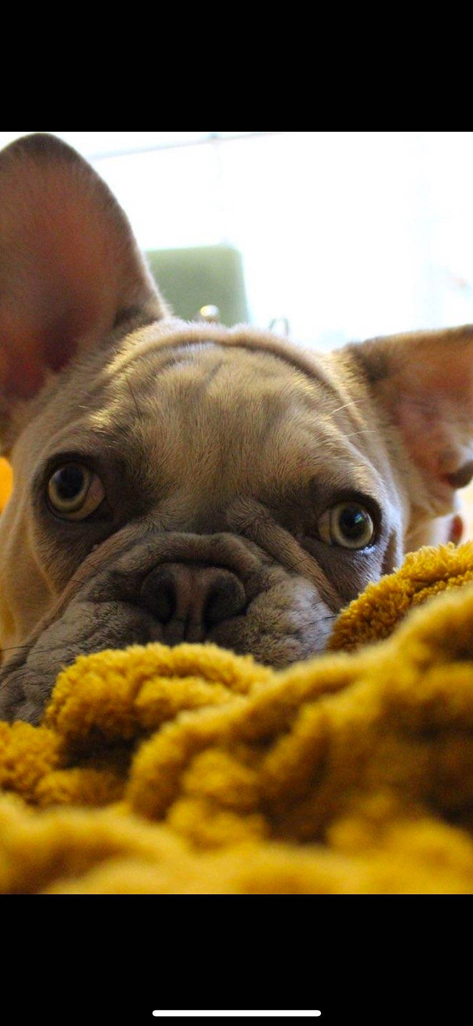 Dolly Parton is registered to the contest to win money with this photo: bulldog, canidae, carnivore, close_up, companion_dog, dog, dog_breed, ear, fawn, french_bulldog, fur, nose, puppy, snout, sporting_group, terrestrial_animal, toy_dog, whiskers, working_animal, wrinkle