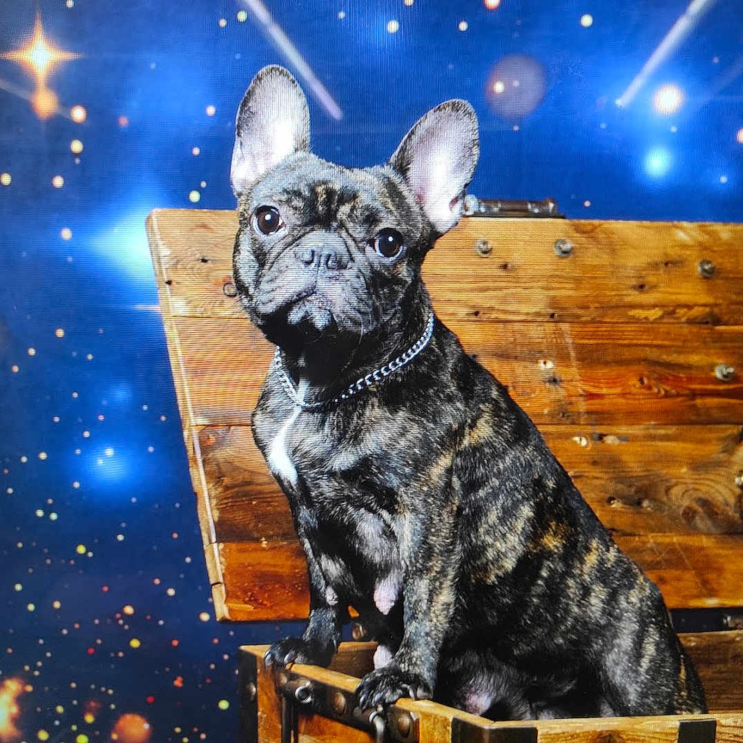 Ypop participe au concours pour gagner de l'argent avec cette photo : animal, brindle, brown, chain, collar, cute, dog, ears, expression, eyes, french_bulldog, fur, indoor, pet, photography, portrait, sitting, space_background, stars, wooden_chest