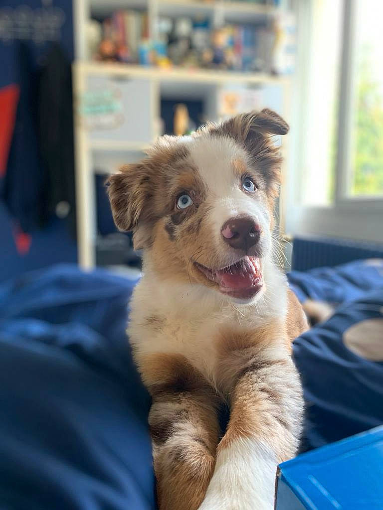 Phalko participe au concours pour gagner de l'argent avec cette photo : canidae, carnivore, comfort, companion_dog, dog, dog_breed, fawn, fur, liver, shelf, shelving, snout, sporting_group, tongue, vertebrate, whiskers, working_animal, working_dog