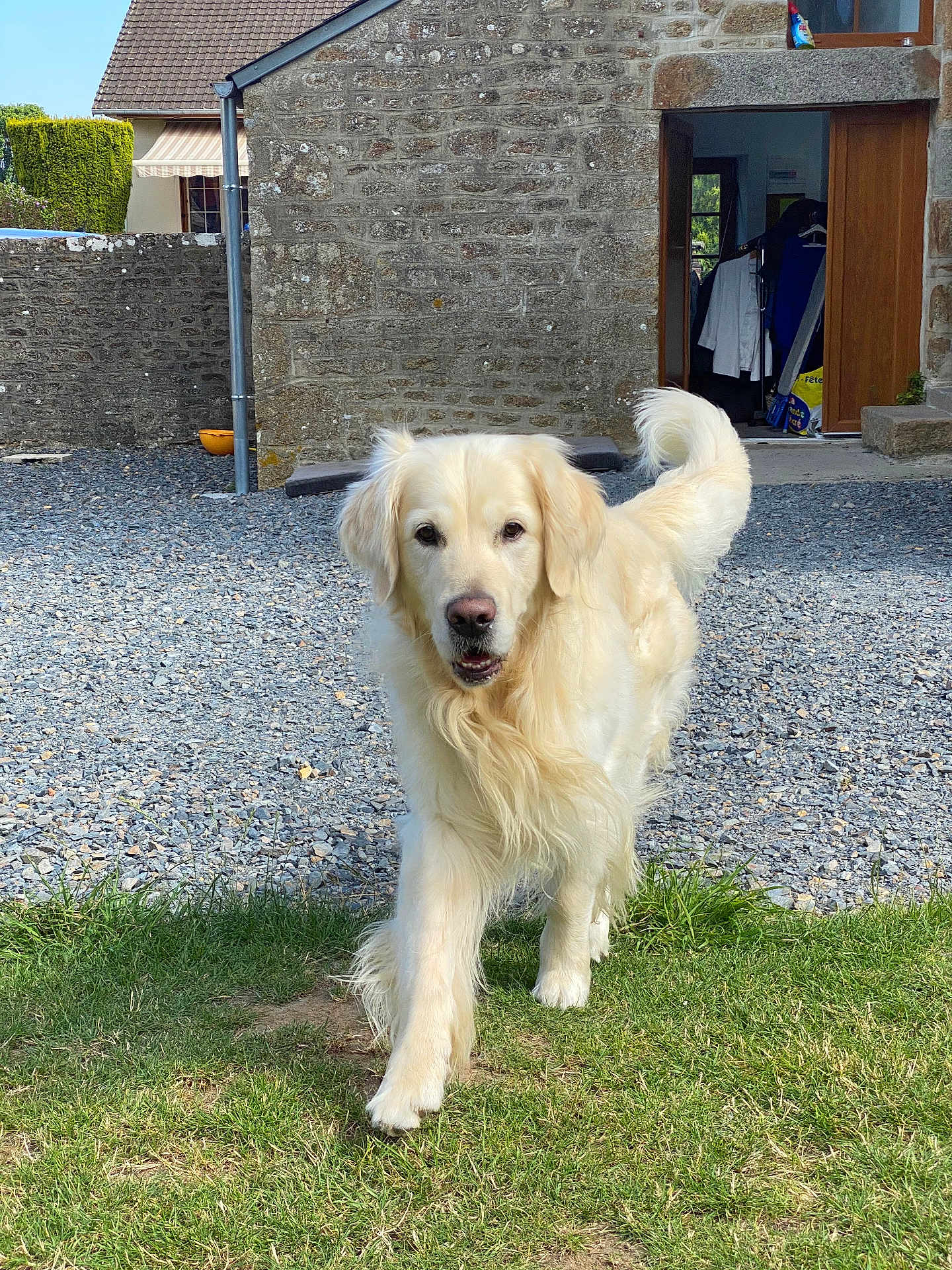 Mango a rejoint le concours — aidez-le/la à gagner de superbes lots ! dog, golden_retriever, outdoor, grass, stone_wall, house, door, sunny, pet, animal, walking, canine, fur, tail, yard, daylight, muzzle, friendly, nature, domestic