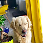 Mango participe au concours pour gagner de l'argent avec cette photo : dog, golden_retriever, plant, bonsai, pot, indoor, curtain, yellow, smiling, closed_eyes, floor, chair, decor, mouth_open, leaf, furniture, pet, canine, home, sunlight