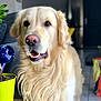 Mango participe au concours pour gagner de l'argent avec cette photo : dog, golden_retriever, pet, indoor, plant, green_pot, fur, canine, animal, portrait, happy, mouth_open, curious, floor, sofa, home, blurry_background, light, friendly, companion