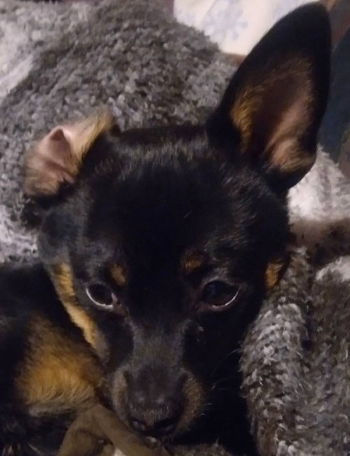 Killer joined the competition — help win amazing prizes! canidae, carnivore, companion_dog, dog, dog_breed, ear, fawn, fur, paw, puppy, snout, sporting_group, terrestrial_animal, toy_dog, whiskers, working_animal, working_dog