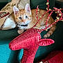 Oliver Ochoa joined the competition — help win amazing prizes! kitten, cat, orange_tabby, curious, collar, bell, couch, green_furniture, decorative_reindeer, red_decor, holiday_decoration, pillow, patterned_pillow, indoor, pet, animal, soft_furniture, cute, small, relaxed