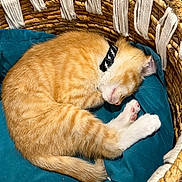 Oliver Ochoa is registered to the contest to win money with this photo: kitten, cat, sleeping, orange_tabby, collar, basket, woven_basket, cushion, pet, domestic_cat, fur, whiskers, paw, cute, resting, indoor, animal, feline, cozy, nap