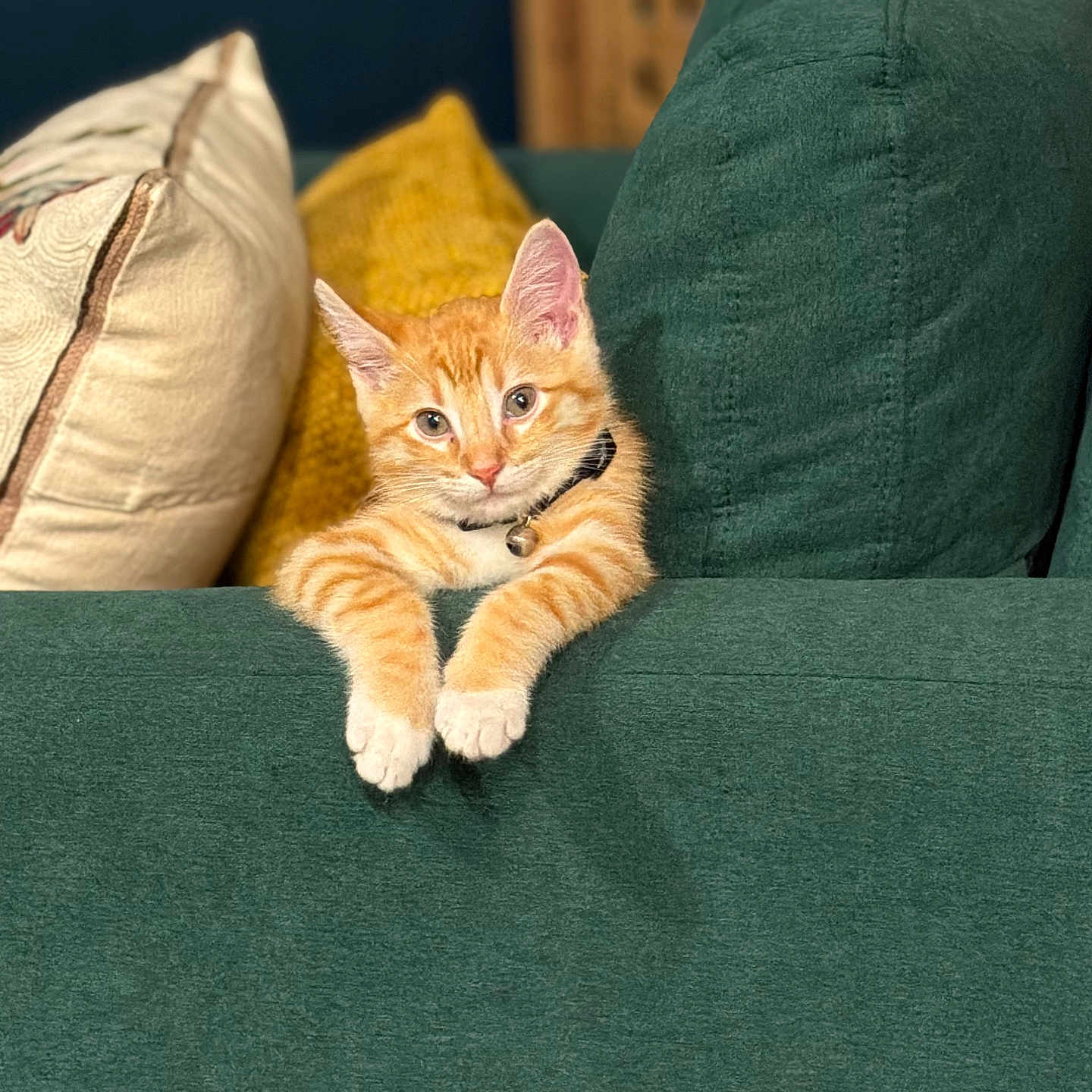 Oliver Ochoa is registered to the contest to win money with this photo: bell, cat, collar, couch, cozy, cream_pillow, cute, domestic_cat, feline, fur, green_couch, home, indoor, kitten, mustard_pillow, orange_tabby, pet, pillow, relaxing, whiskers