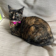 Miss Izzy is registered to the contest to win money with this photo: cat, tortoiseshell, pet, feline, bow_tie, green_eyes, cushion, chair, indoor, resting, fur, whiskers, ears, animal, domestic, cute, alert, collar, relaxed, portrait