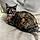 Miss Izzy