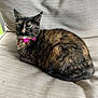 cat, tortoiseshell, pet, feline, bow_tie, green_eyes, cushion, chair, indoor, resting, fur, whiskers, ears, animal, domestic, cute, alert, collar, relaxed, portrait