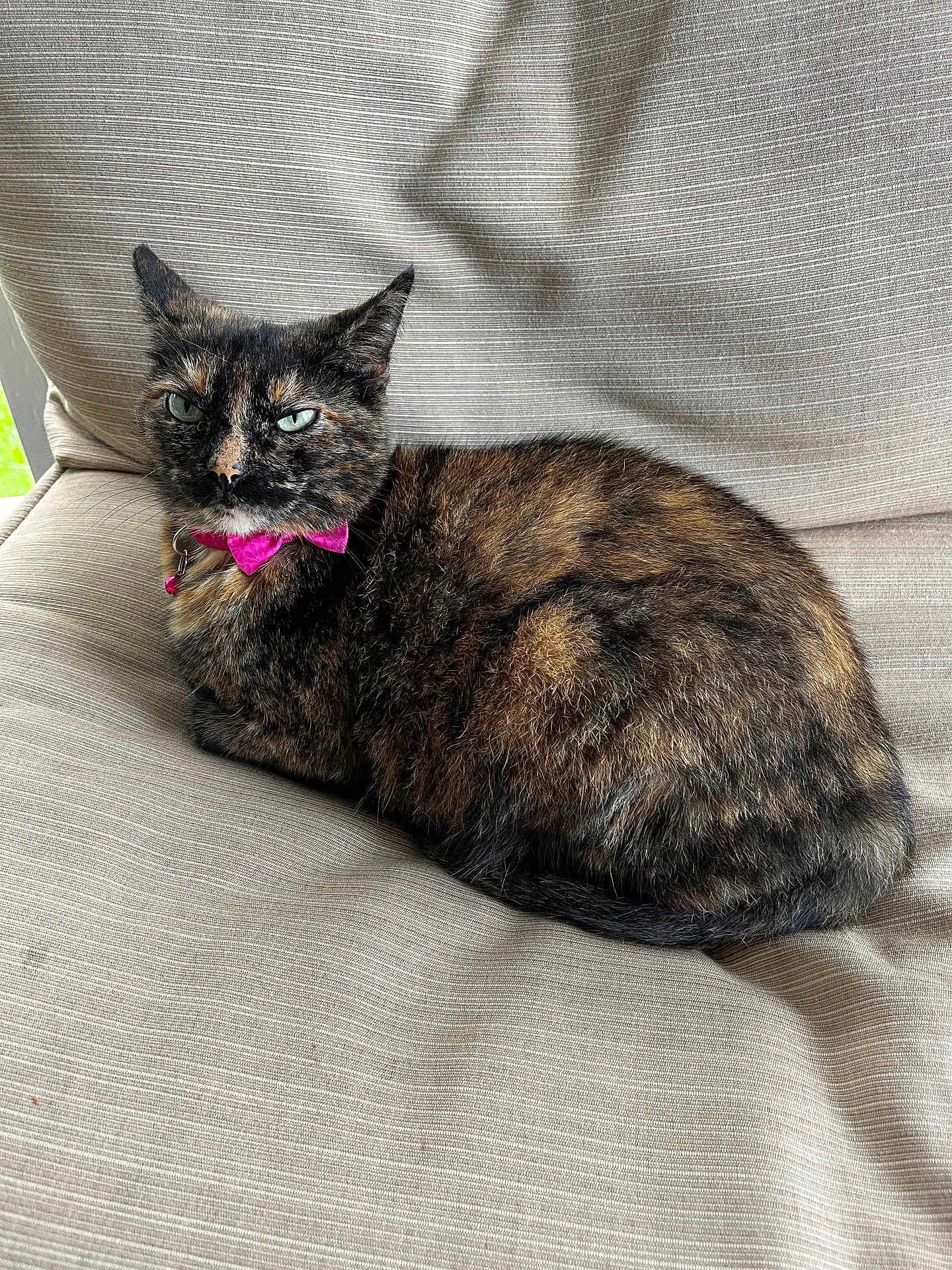 Miss Izzy is registered to the contest to win money with this photo: cat, tortoiseshell, pet, feline, bow_tie, green_eyes, cushion, chair, indoor, resting, fur, whiskers, ears, animal, domestic, cute, alert, collar, relaxed, portrait