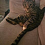 cat, tabby, pet, feline, indoor, couch, furniture, relaxed, sitting, tail, striped, whiskers, collar, home, living_room, curious, paw, gray, comfort, animal