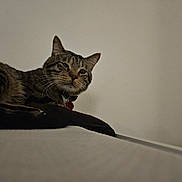 Socks is registered to the contest to win money with this photo: cat, tabby, pet, animal, feline, indoor, cushion, resting, relaxed, sleepy, whiskers, ears, collar, closeup, face, fur, domestic, lying_down, bed, quiet