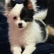 Panda is registered to the contest to win money with this photo: animal, black_and_white, blanket, bottle, closeup, clothing, cozy, cute, dog, ears, fur, household_items, indoor, looking_at_camera, paws, pet, portrait, puppy, sitting, small_dog