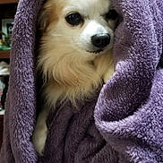 Pippin is registered to the contest to win money with this photo: animal, blanket, brown_fur, comfort, cozy, cute, dog, face, fur, home, indoor, pet, portrait, purple, relaxed, small_dog, snuggled, warm, white_fur, wrapped