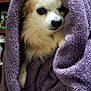 animal, blanket, brown_fur, comfort, cozy, cute, dog, face, fur, home, indoor, pet, portrait, purple, relaxed, small_dog, snuggled, warm, white_fur, wrapped