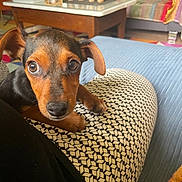 Aiko a rejoint le concours — aidez-le/la à gagner de superbes lots ! dog, puppy, close_up, indoor, cushion, patterned_fabric, living_room, furniture, coffee_table, curious_eyes, small_dog, brown_and_black, ears, paw, colorful, couch, home, decor, relaxed, pet