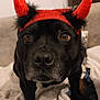 Reïko participe au concours pour gagner de l'argent avec cette photo : dog, black_dog, pet, costume, headband, devil_horns, blanket, indoor, brown_eyes, closeup, fur, cute, animal, sitting, face, portrait, cozy, expression, looking_at_camera, home