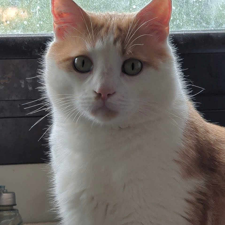 Rufus participe au concours pour gagner de l'argent avec cette photo : abyssinian, angora, animal, cat, citrusfruit, food, fruit, kitten, manx, orange, pet, plant, produce, siamese, snout