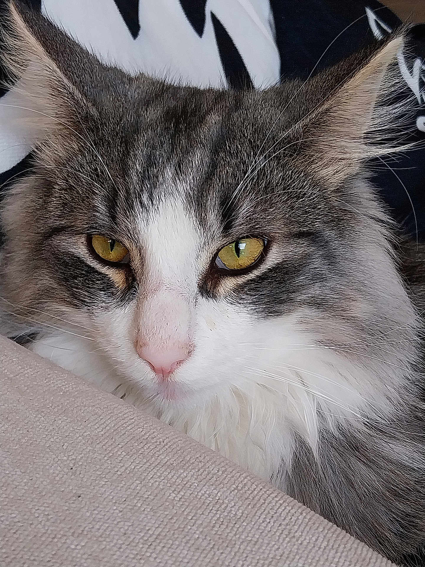 Zeus