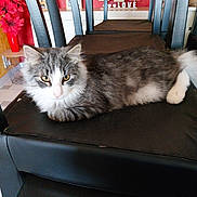 Zeus a rejoint le concours — aidez-le/la à gagner de superbes lots ! animal, black_chair, cat, chair, cushion, domestic_animal, floor_tile, fluffy_cat, furniture, gray_cat, home_decor, indoor, looking, love_sign, pet, picture_frame, red_wall, relaxing, wall, white_cat