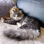 Zeus a rejoint le concours — aidez-le/la à gagner de superbes lots ! blanket, cat, couch, cozy, feline, fluffy, fur, gray, hedgehog, indoor, leather, paws, pet, plush_toy, relaxed, resting, sleeping, soft, tail, white